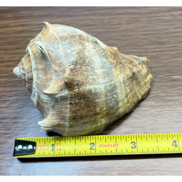 Vintage Whelk Conch Shell North Carolina Atlantic Ocean Nautical Beach Decor - Picture 6 of 6